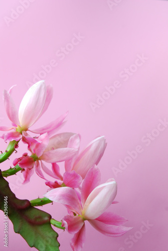 Fototapeta Naklejka Na Ścianę i Meble -  Four pink epiphyllum flowers