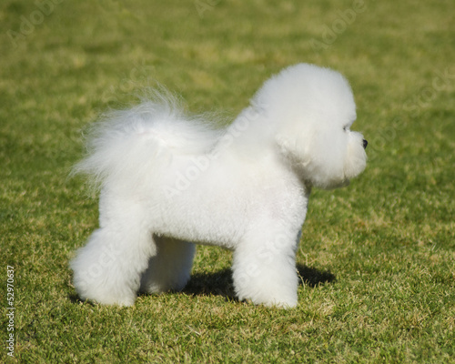 Bichon Frise dog