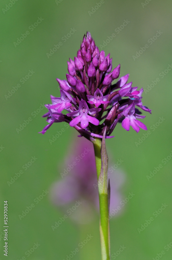 Obraz premium Anacamptis pyramidalis