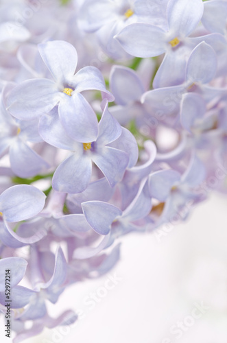 blooming lilac closeup background and space for text