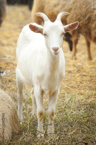 funny goat looking to  camera