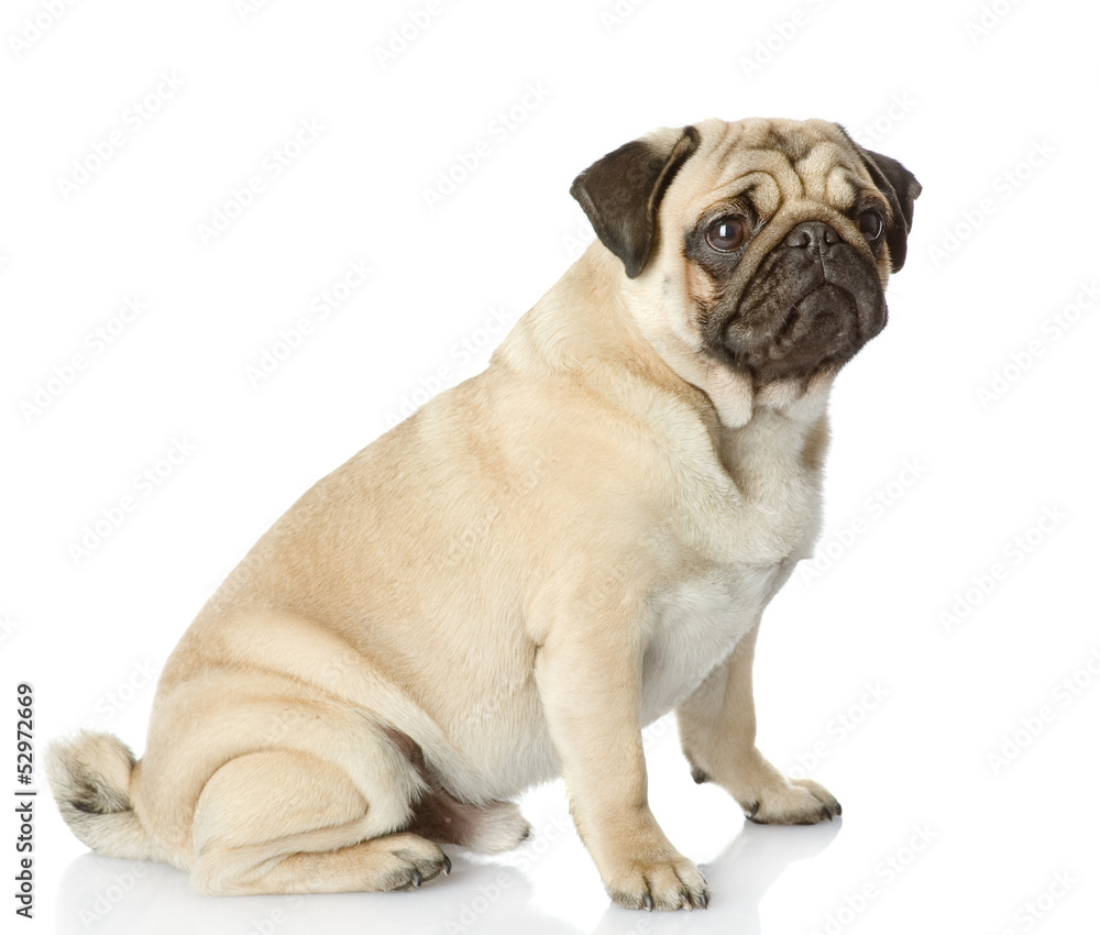 pug puppy sitting in profile. isolated on white background