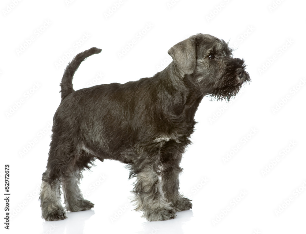 zwergschnauzer puppy standing in profile. isolated on white 
