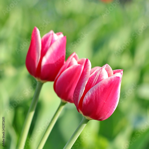 Pink Tulips.