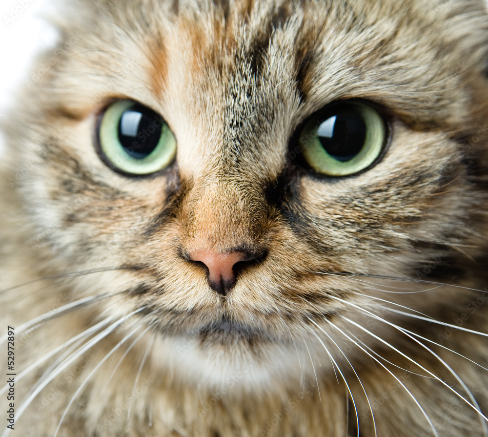 Close-up portrait of green-eyed Siberian cat. looking at camera Close-up portrait of green-eyed Siberian cat. looking at camera
