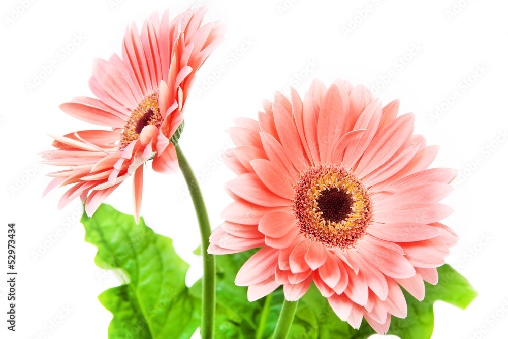 Two red Gerbera flowers on pink background. Two red Gerbera flowers on pink background.