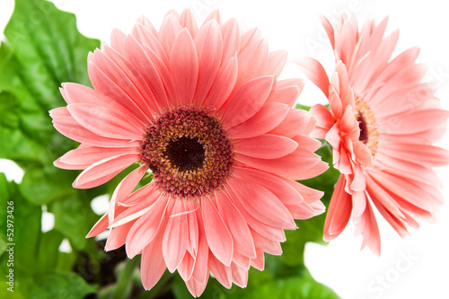 Two red Gerbera flowers on pink background.
