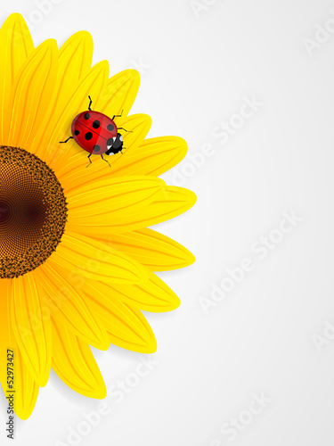 Fototapeta Naklejka Na Ścianę i Meble -  Sunflower and ladybird on white background.