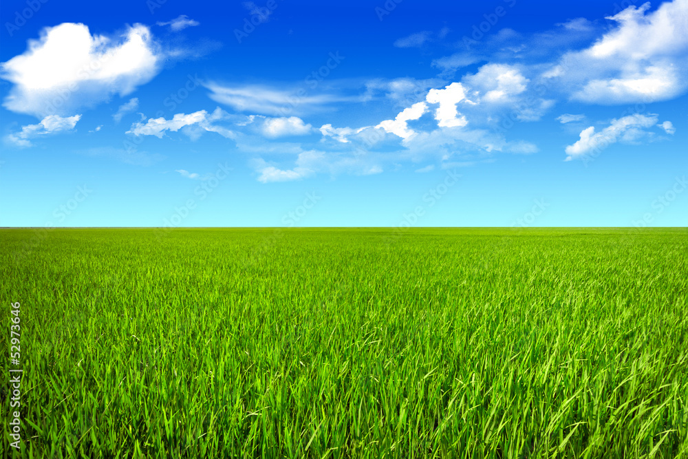 Blue sky clean grassland