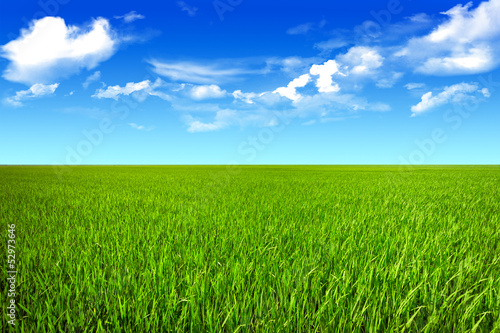 Blue sky clean grassland
