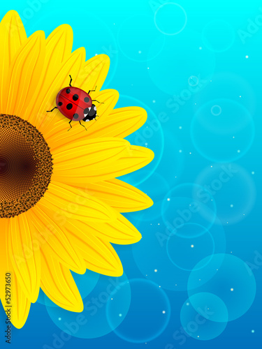 Fototapeta Naklejka Na Ścianę i Meble -  Sunflower and ladybird on blue background.