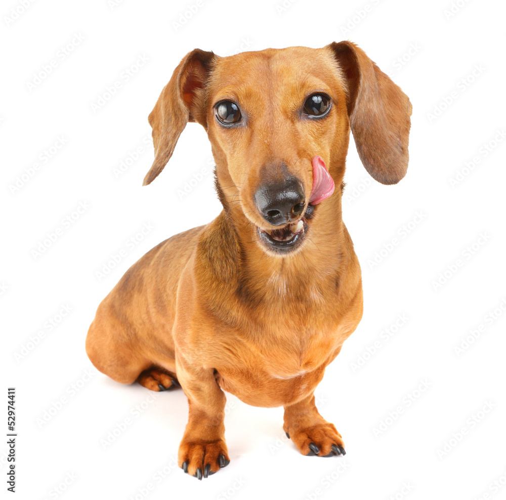 Dachshund dog wait for yummy food