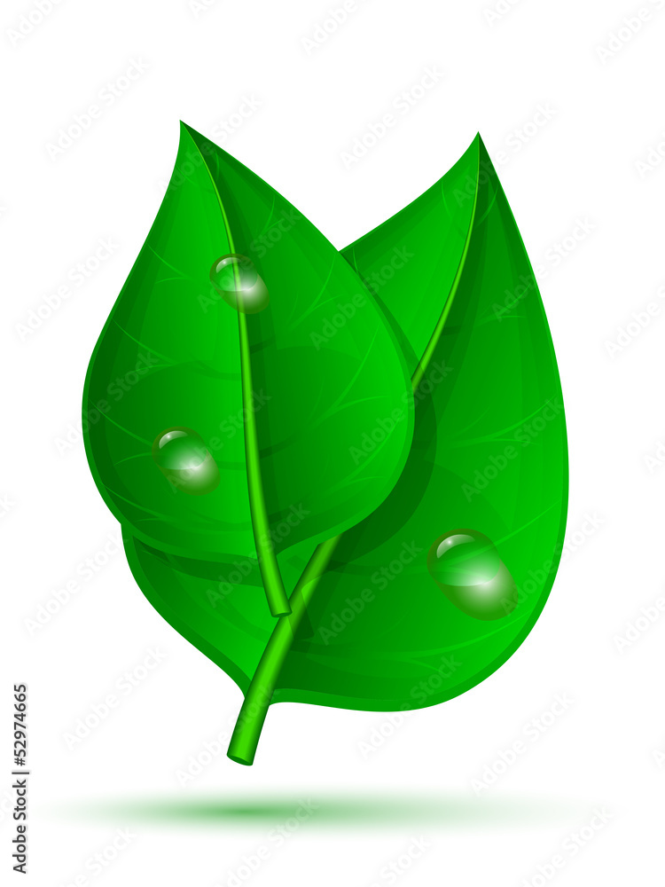 Two green leaf with drops of water isolated on a white backgroun Two green leaf with drops of water isolated on a white backgroun