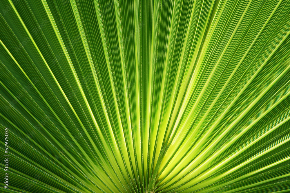 Green palm leaves.