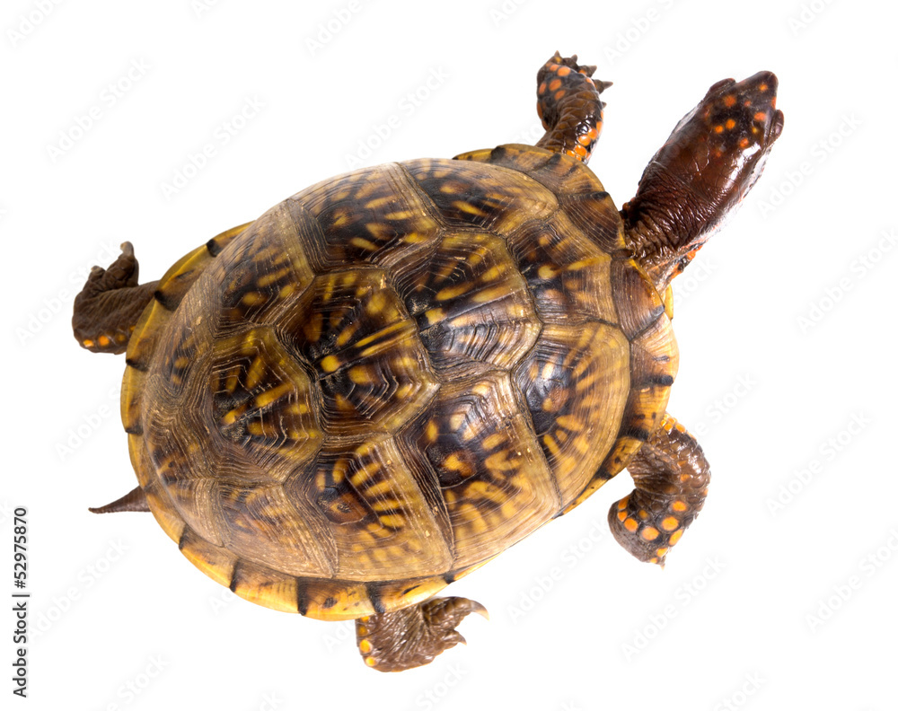 Fototapeta premium Three-toed Box Turtle (terrapene carolina triunguis) goes. Top v