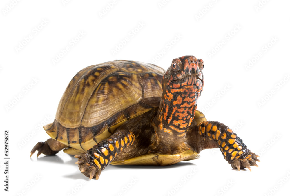 Obraz premium Three-toed Box Turtle (terrapene carolina triunguis) looks ahead