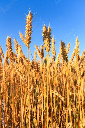 Wallpaper Mural wheat Torontodigital.ca