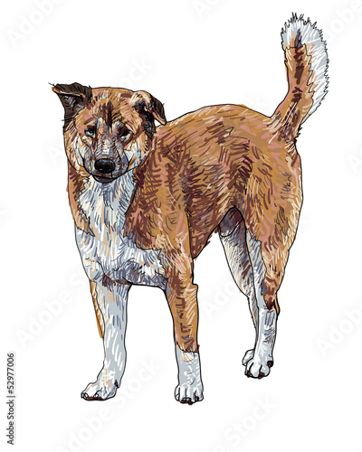 The vector of stray dog