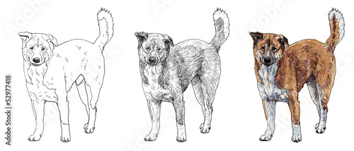 The vector of stray dog