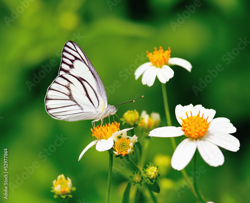 butterfly on a flower © sommai
