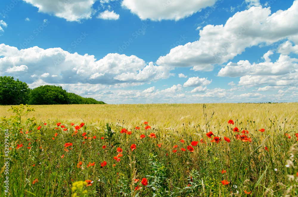 poppies on yellow field and clouds over it
