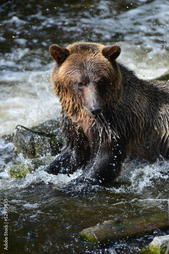 Grizzly Bear (Ursus arctos horribilis) © hperry