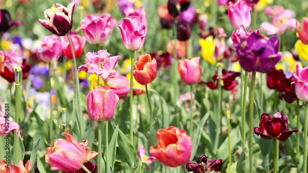 Panning over many tulips Panning over many tulips