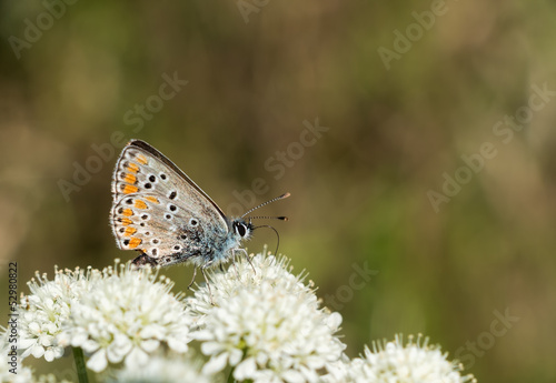 Aricia agestis aka Brown argus butterfly at rest © Mushy
