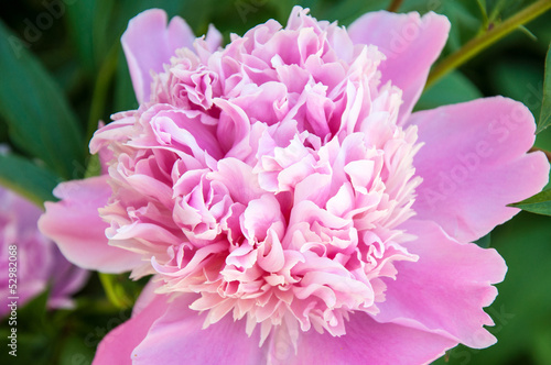 Peony is one of the most luxurious flower plants