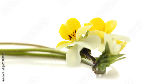 Little wild pansies, isolated on white