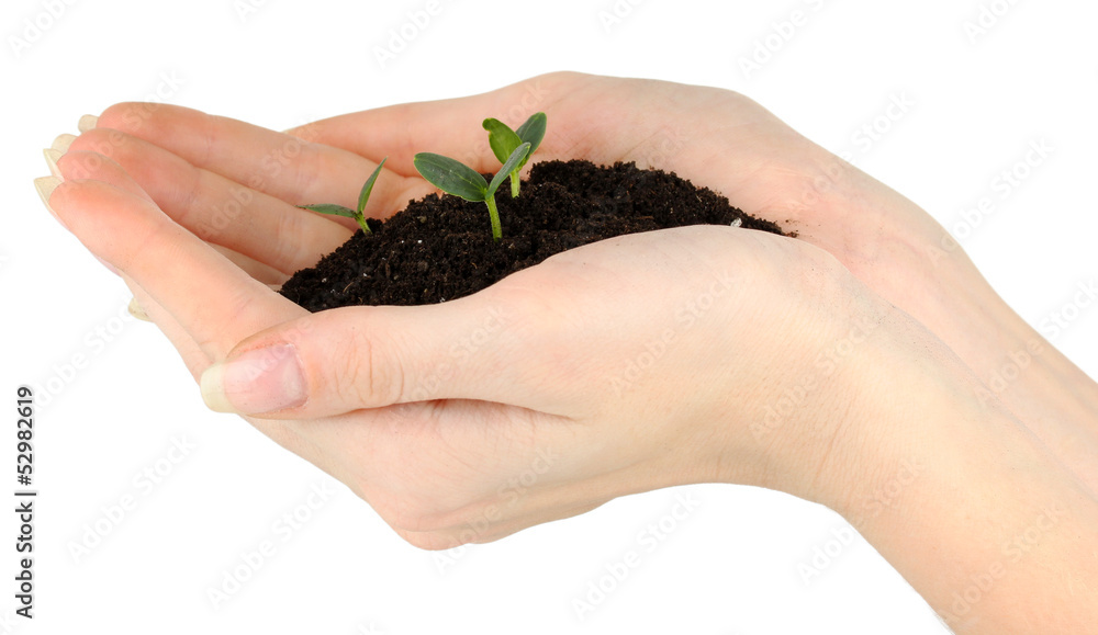 Green seedling growing from soil.in hands Green seedling growing from soil.in hands