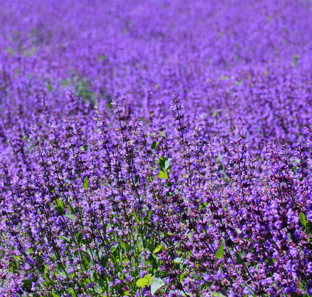 Fototapeta premium Salvia in fiore