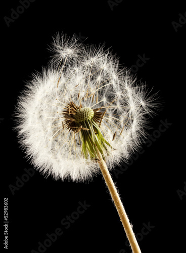 Beautiful dandelion with seeds on black background