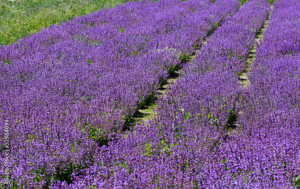 Obraz premium Salvia in fiore