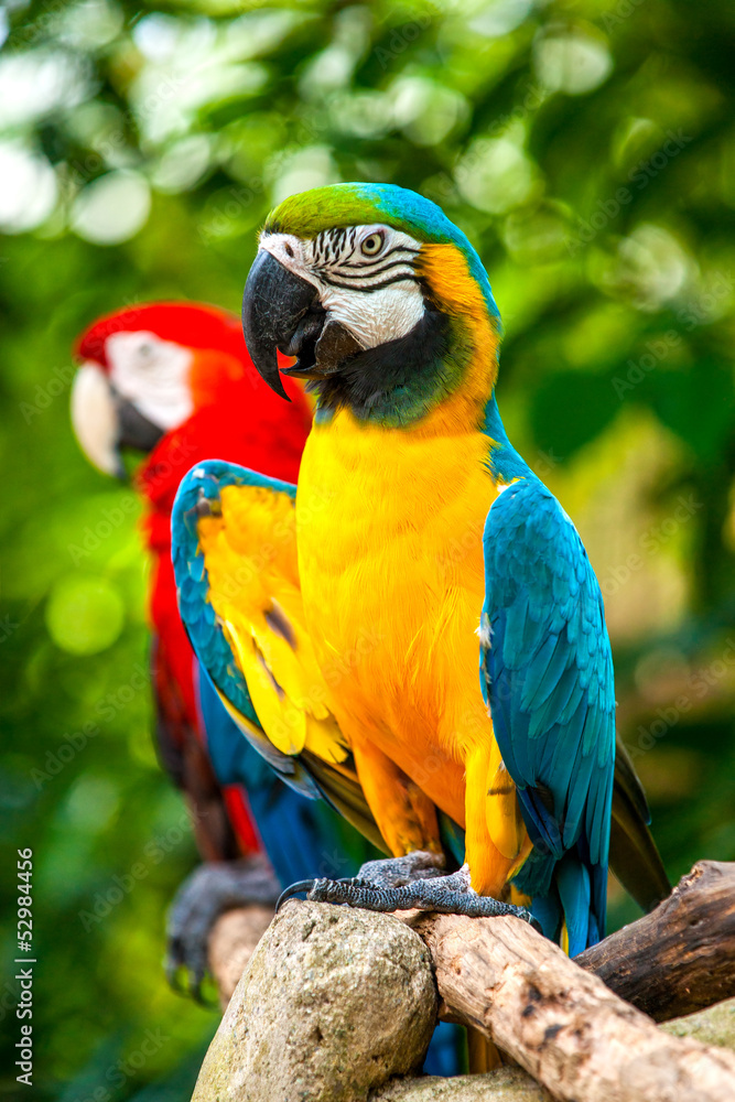 Colorful blue parrot macaw