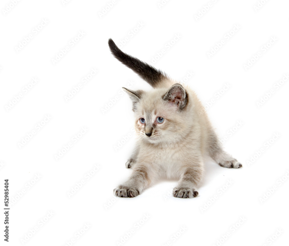 Fototapeta premium Cute kitten on white