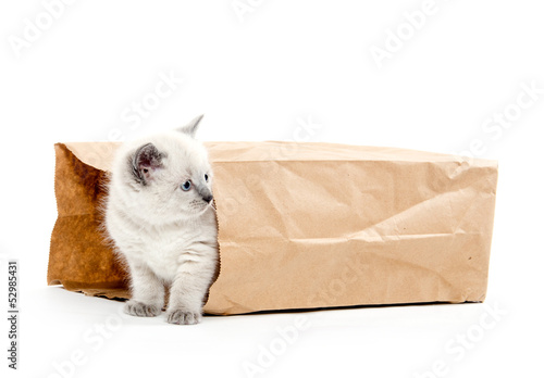 Obraz na płótnie Cute kitten in a bag w salonie