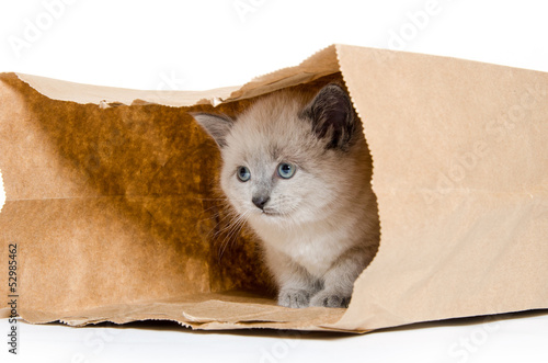 Cute kitten in a bag