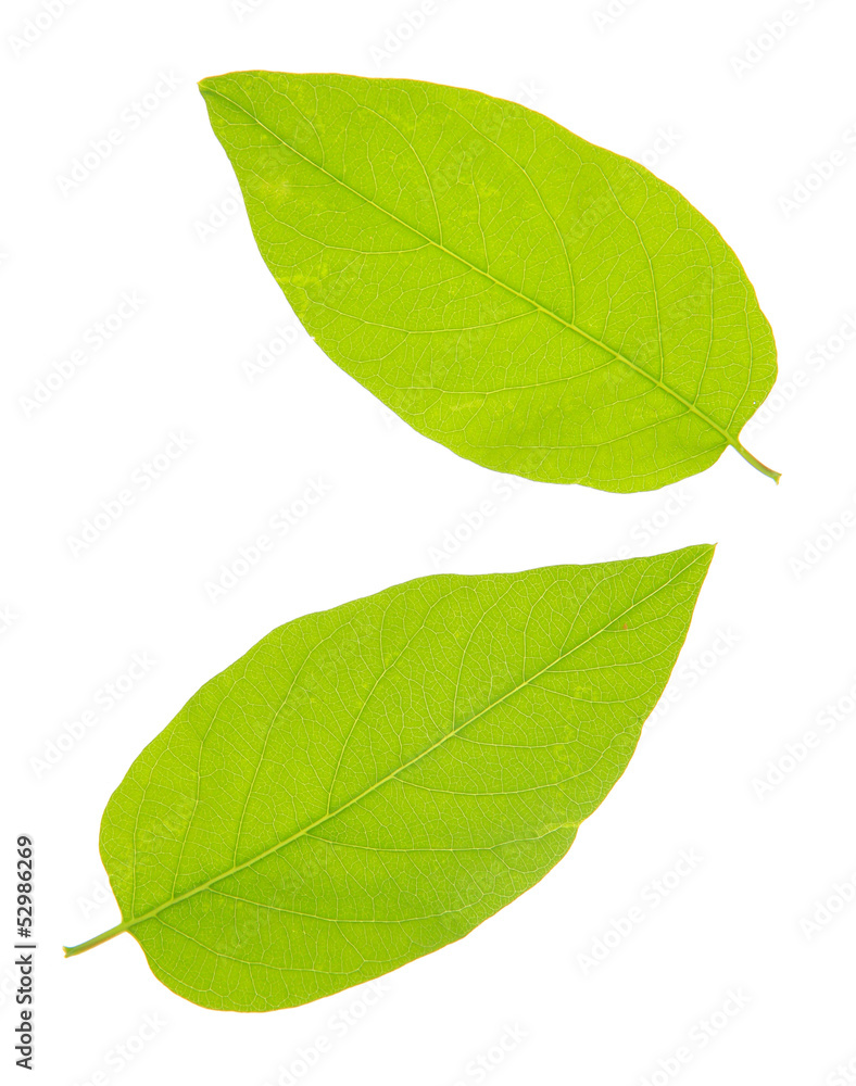 Obraz premium Green leaf isolated on white
