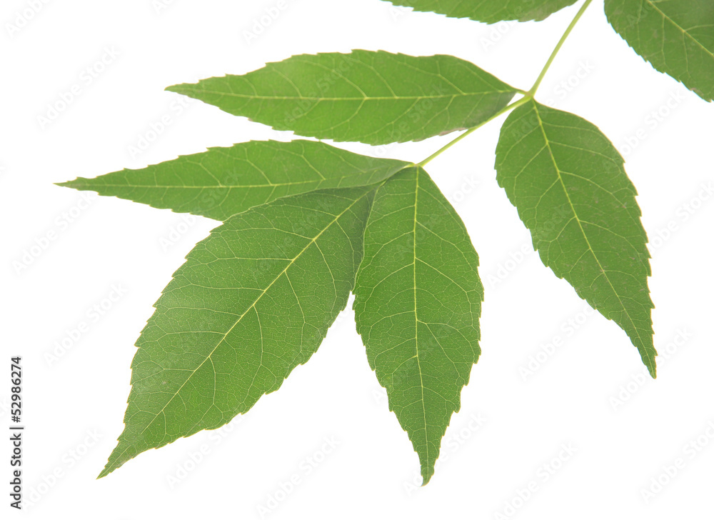 Green leaves isolated on white Green leaves isolated on white