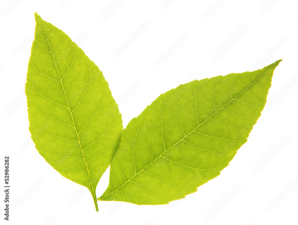 Fototapeta premium Green leaves isolated on white