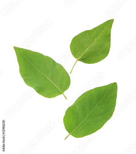 Green leaves isolated on white