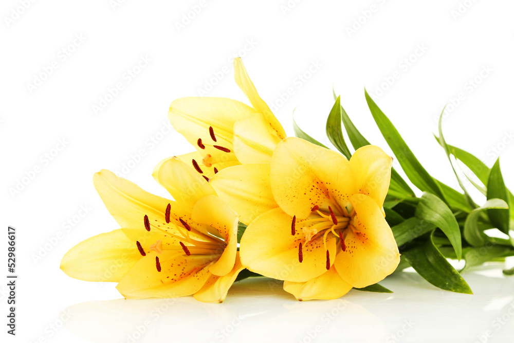 Beautiful orange lilies, isolated on white Beautiful orange lilies, isolated on white