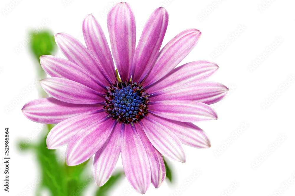 Single flower of Gazania. (Splendens genus asteraceae).Isolated Single flower of Gazania. (Splendens genus asteraceae).Isolated