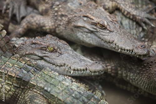 many crocodiles © coffeemill