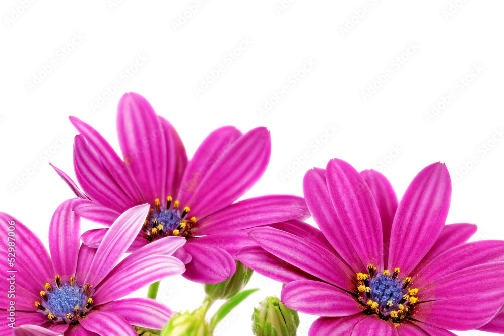Flowers of Gazania. (Splendens genus asteraceae) . Flowers of Gazania. (Splendens genus asteraceae) .