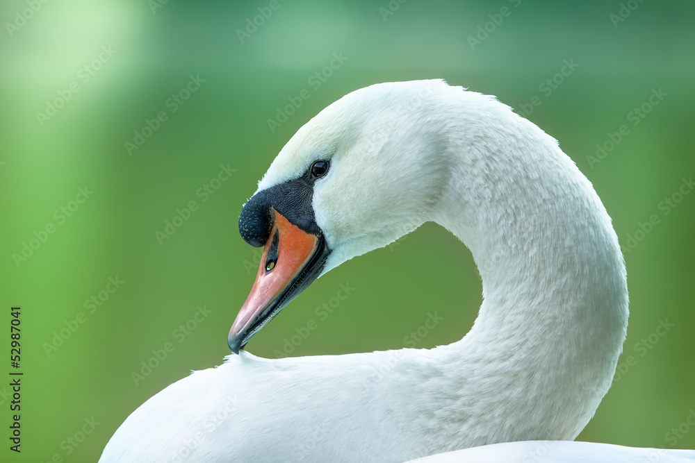 Fototapeta premium portrait of white swan