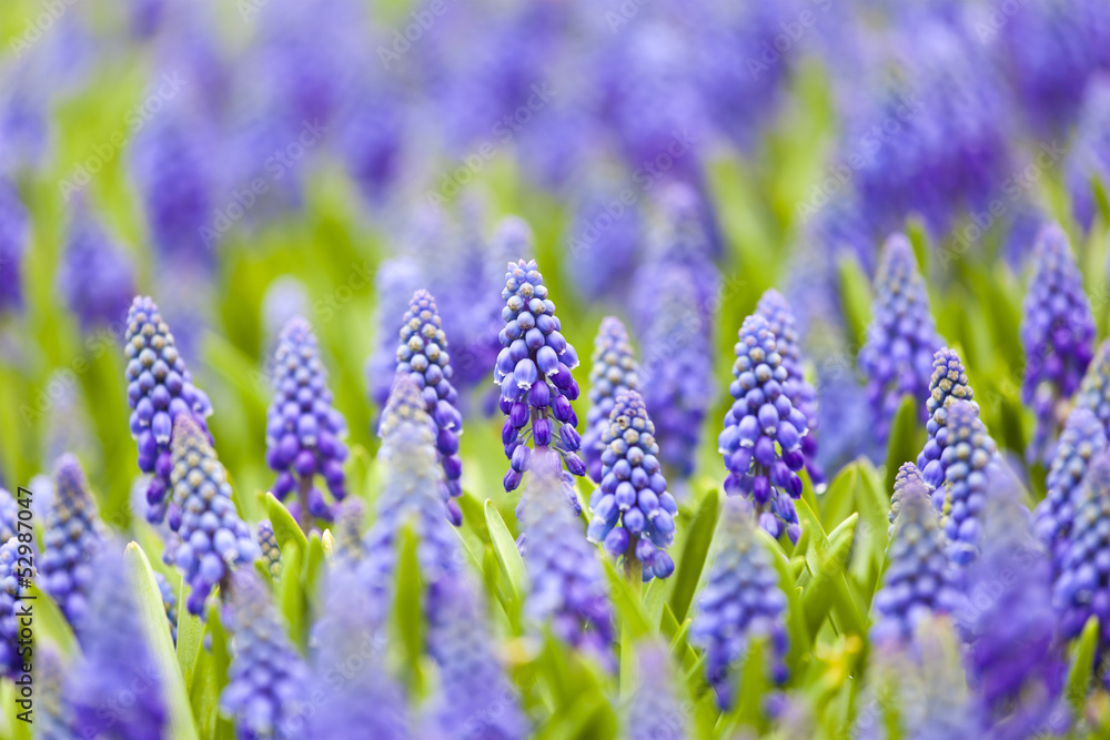 Fototapeta premium Grape hyacinth in spring