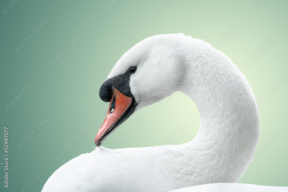 Fototapeta premium portrait of white swan