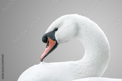 Obraz na plátně portrait of white swan